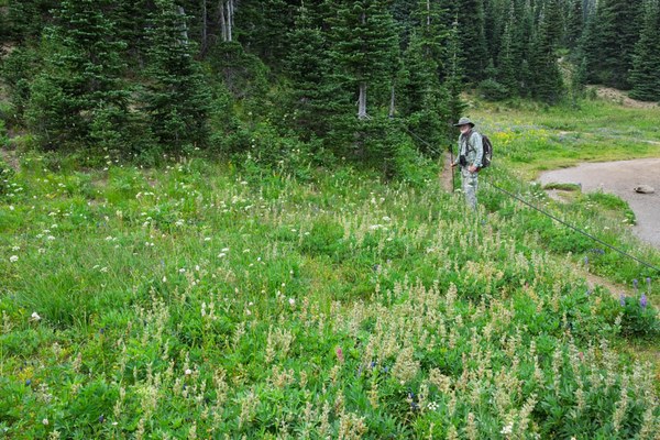 Subalpine Meadow by Shadow Lake--Mount Rainier-3.jpg
