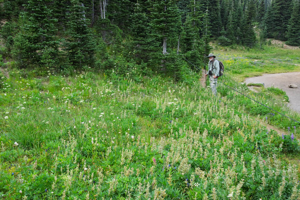 Subalpine Meadow by Shadow Lake--Mount Rainier-3.jpg