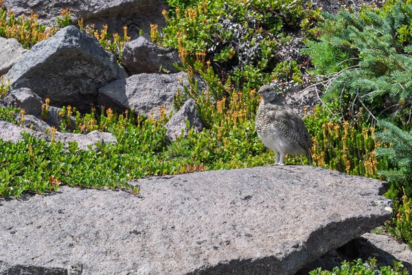 White-tailed Ptarmigan--Mount Rainier-0070.jpg