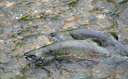 Carkeek salmon.png
