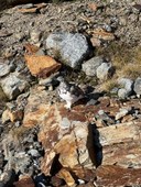 Ptarmigan.jpg