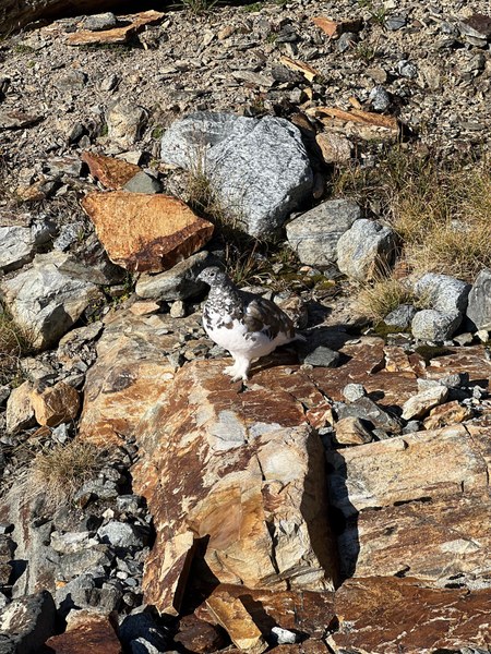Ptarmigan.jpg