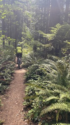 bike on a single track trail in the woods