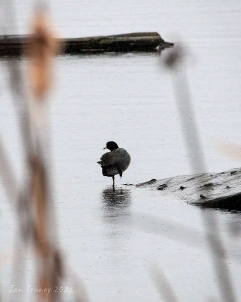 AmericanCoot Dec2023 (Ian Tenney)a.jpg