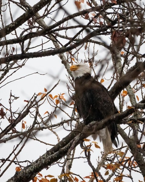 BaldEagle Dec2023 (IanTenney).jpg