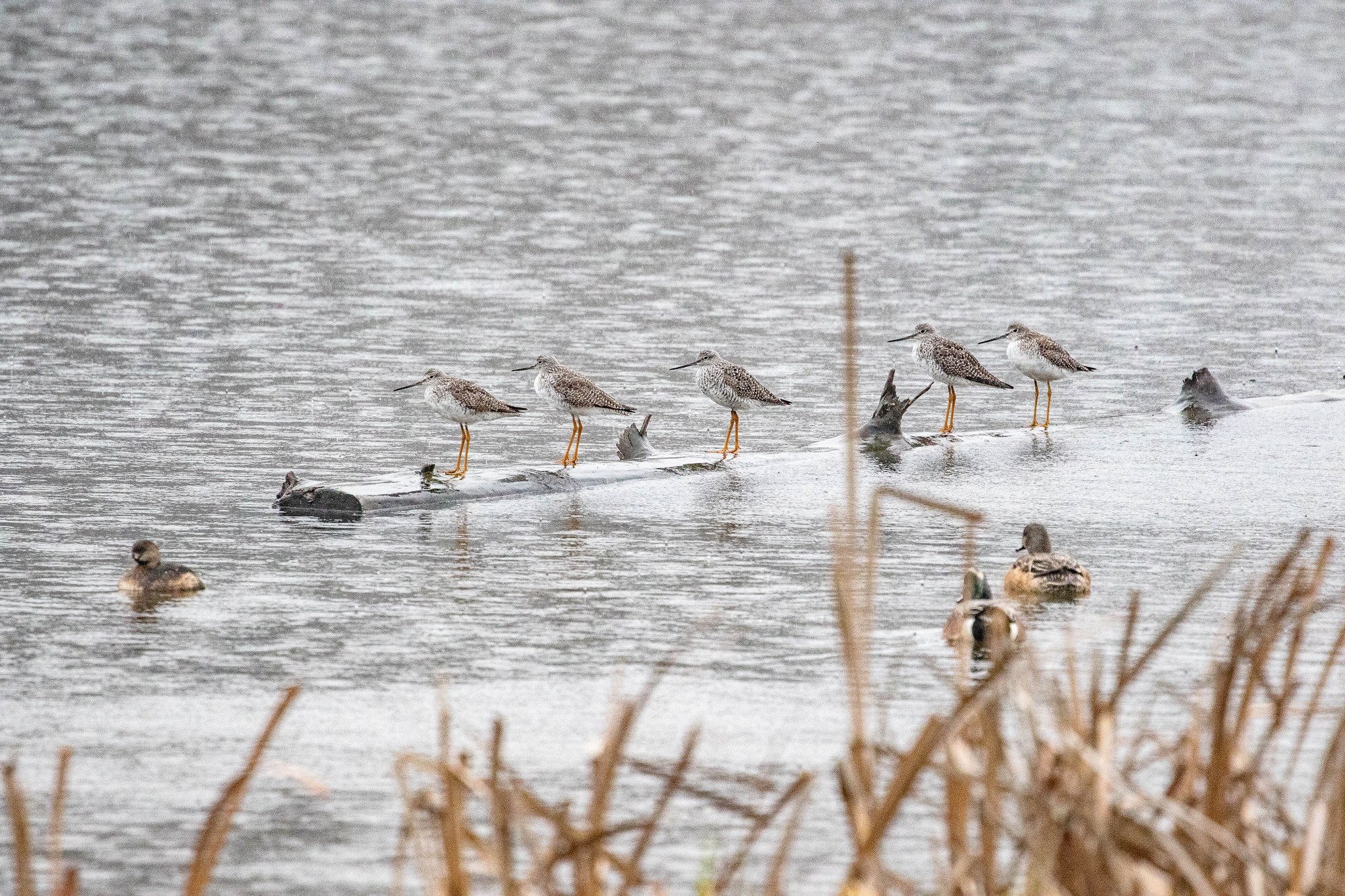 greater yellowlegs-1.jpg