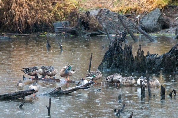 GreenWing Teal Dec2023(IanTenney).jpg