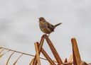 marsh wren-1.jpg