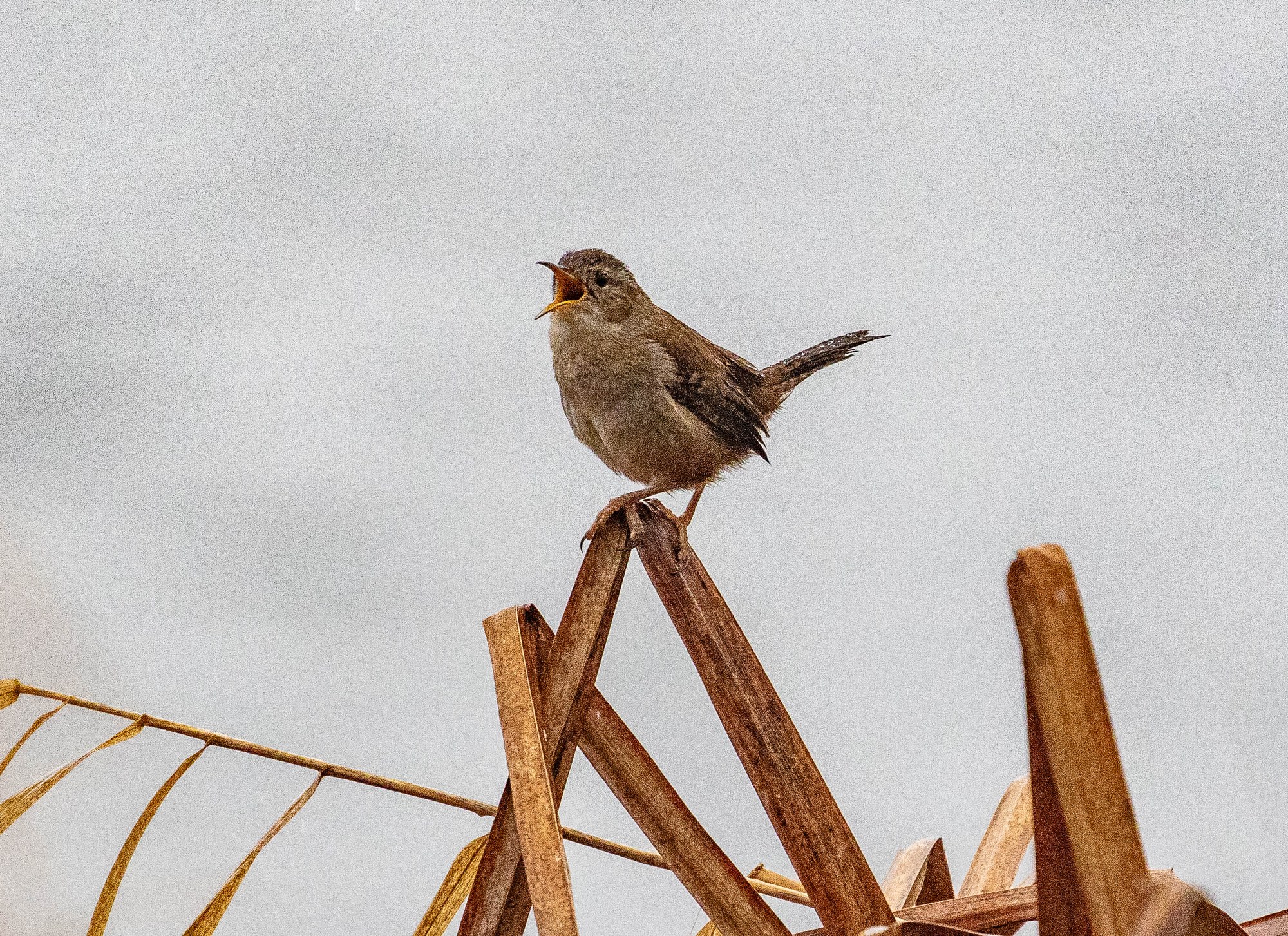marsh wren-1.jpg