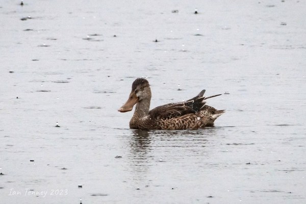 NorthernShoveler Dec2023(IanTenney).jpg