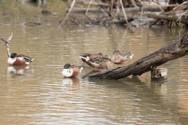 Green winged teal females among shovelers untitled-2.jpg