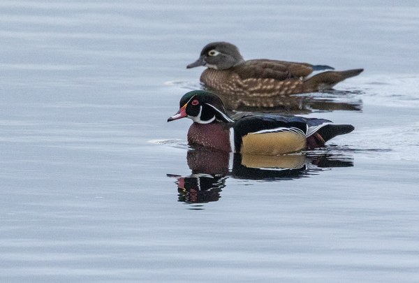 Male and female wood ducks untitled-5.jpg