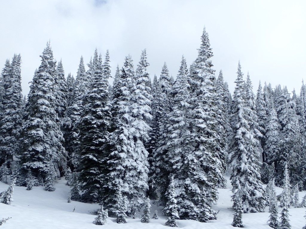 Fresh snow in June.JPG