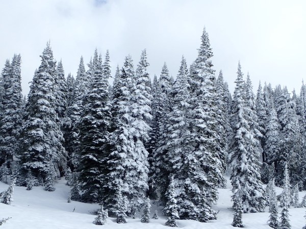 Fresh snow in June.JPG