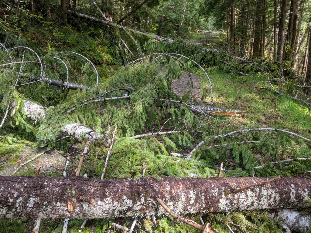 Trees on 600 Road 1.jpg
