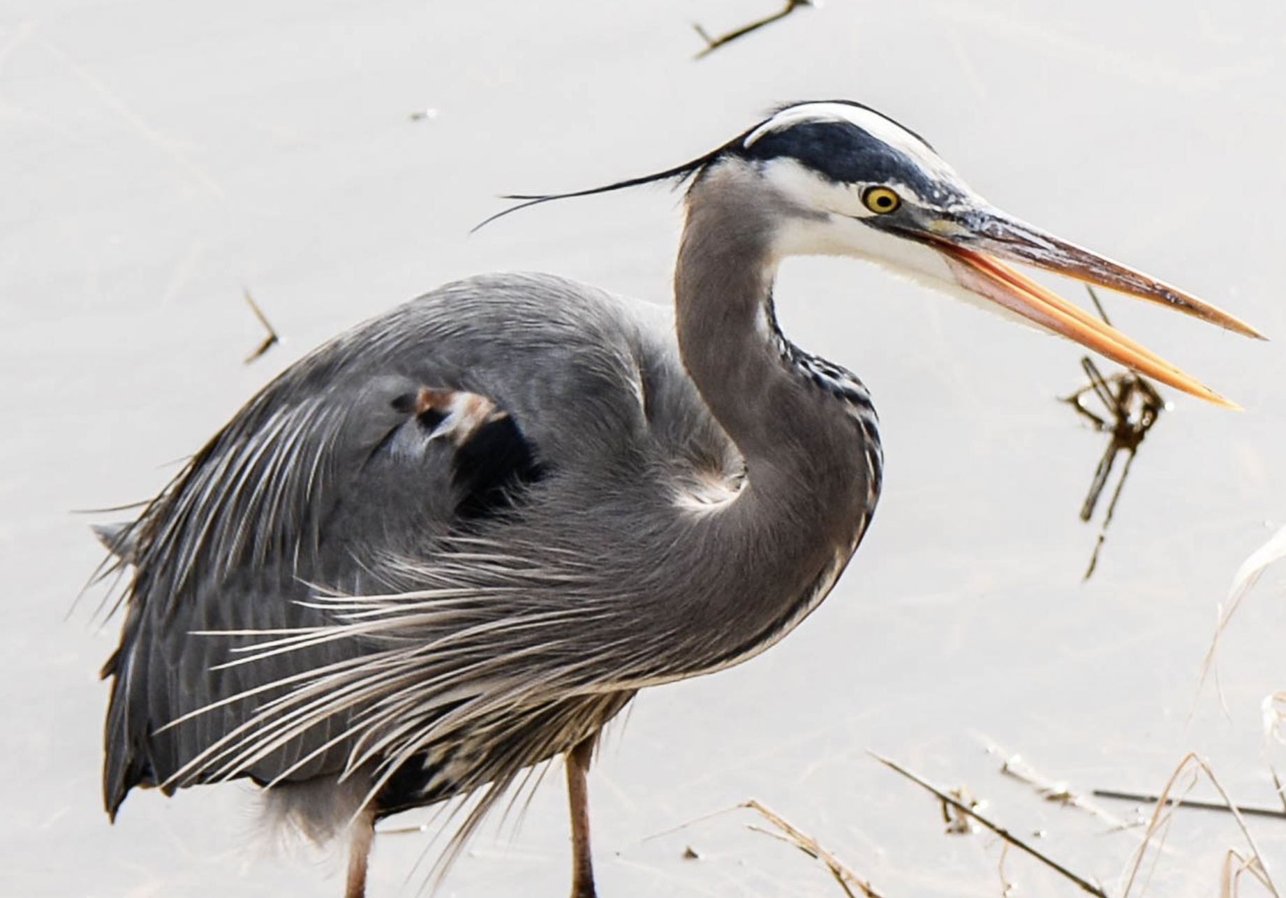 Screen Shot 2023-04-24 at 1.50.43 PM.png