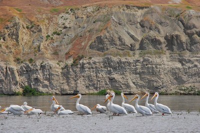 Columbia River: Hanford Reach National Monument