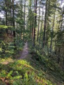 Cougar Mountain: Big Tree Ridge Trailhead