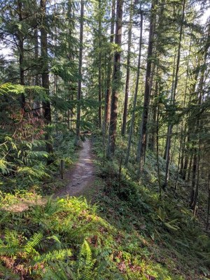 Cougar Mountain: Big Tree Ridge Trailhead