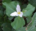 Trillium2.jpeg