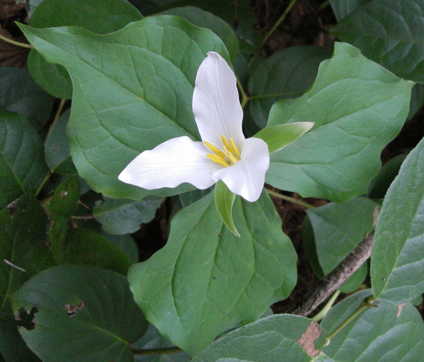 Trillium2.jpeg