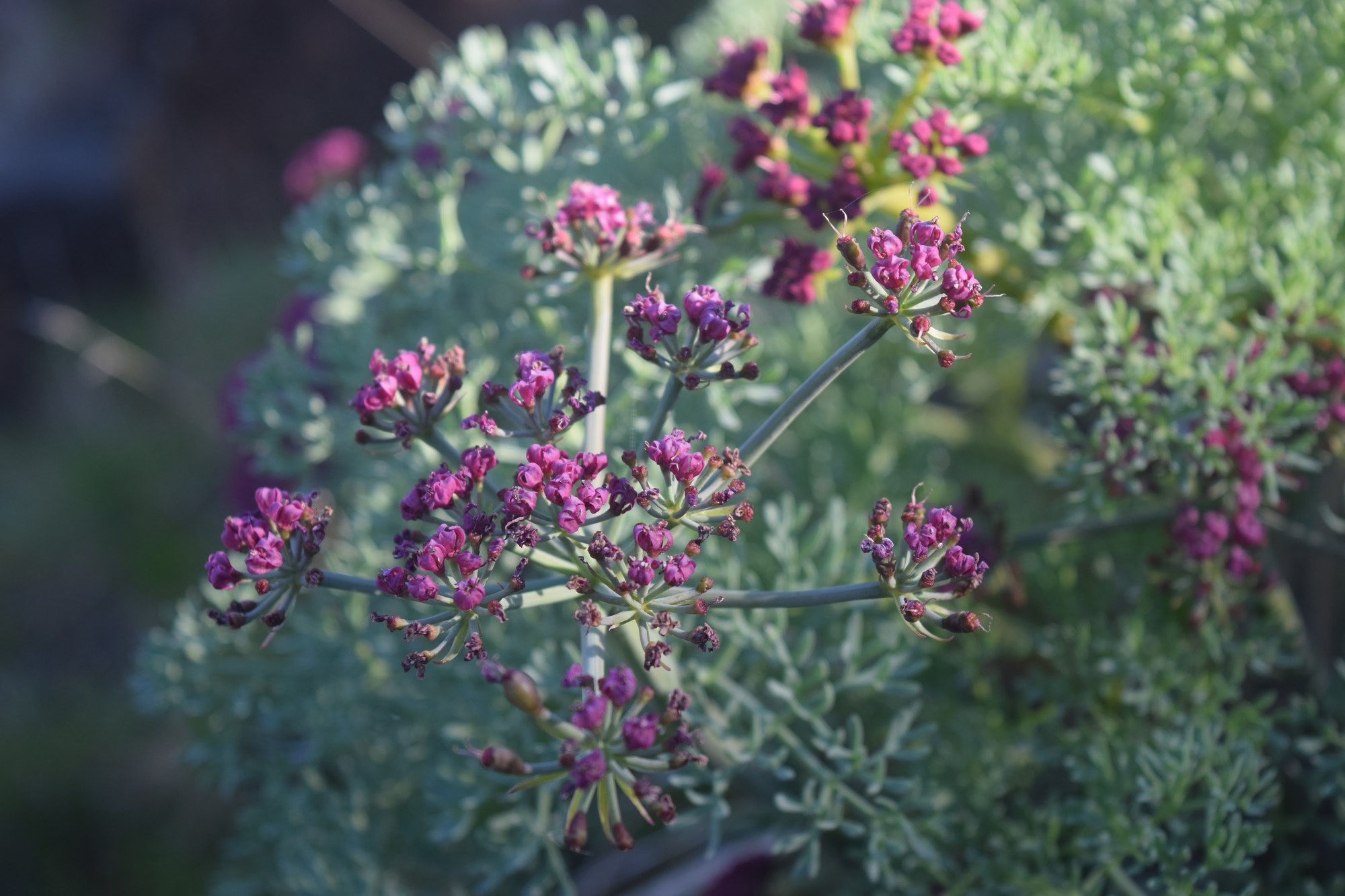 Columbia Desert Parsley.JPG