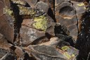 Cowiche lichen.JPG