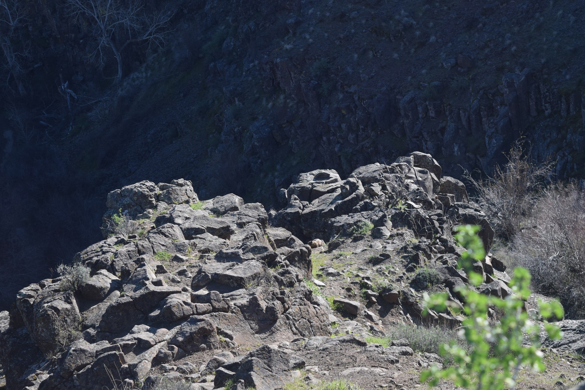 Marmot in the Sun.JPG