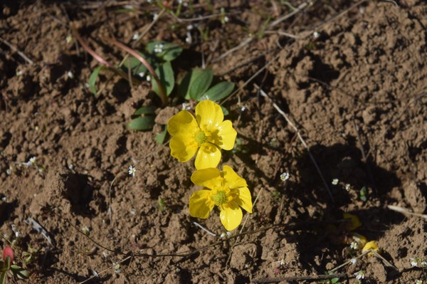 Sagebrush buttercup.JPG