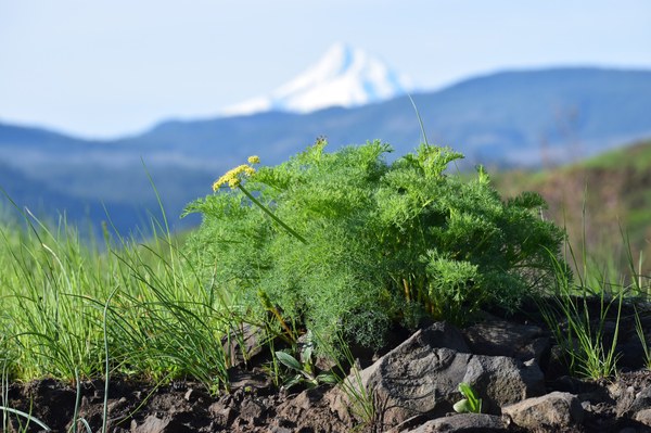 Klickitat Desert Parsley.JPG