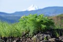 Klickitat Desert Parsley.JPG