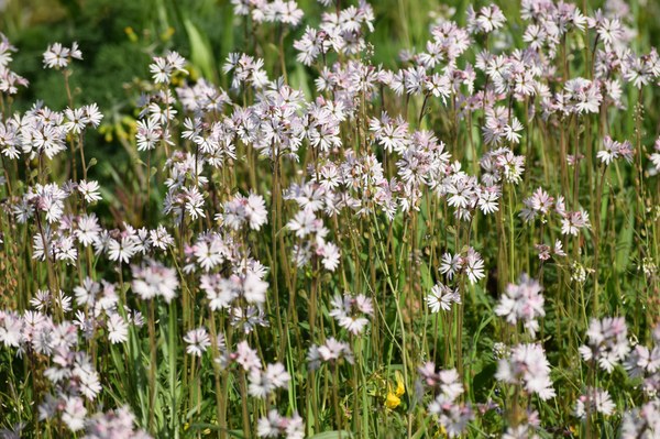 Smallflower Woodland Star.JPG