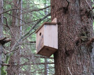 Birdhouse on birdhouse trail