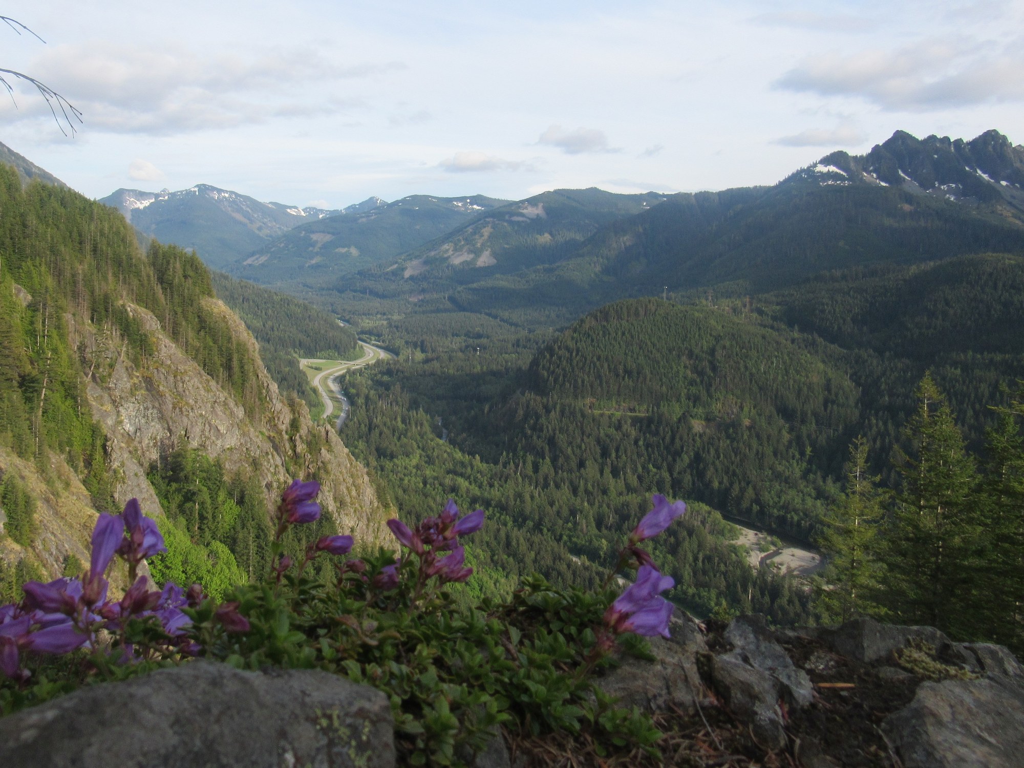 IMG_6732Penstemon view.JPG