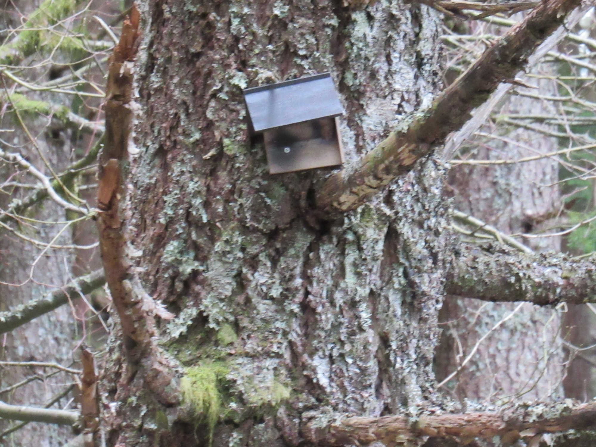 IMG_8986birdhouse.jpg