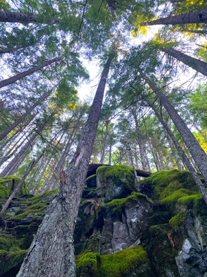 IraSpring Connector trail 11-16-23.jpg