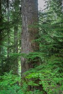 Big Western Hemlock-Eastside Trail-Mt Rainier NP-0907.jpg