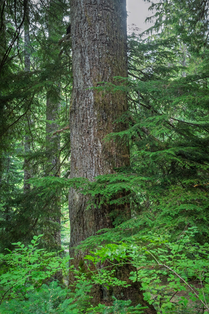 Big Western Hemlock-Eastside Trail-Mt Rainier NP-0907.jpg