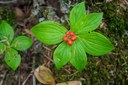 Bunchberry - Coarnus unalaskckensis-Eastside Trail-Mt Rainier NP-1273.jpg