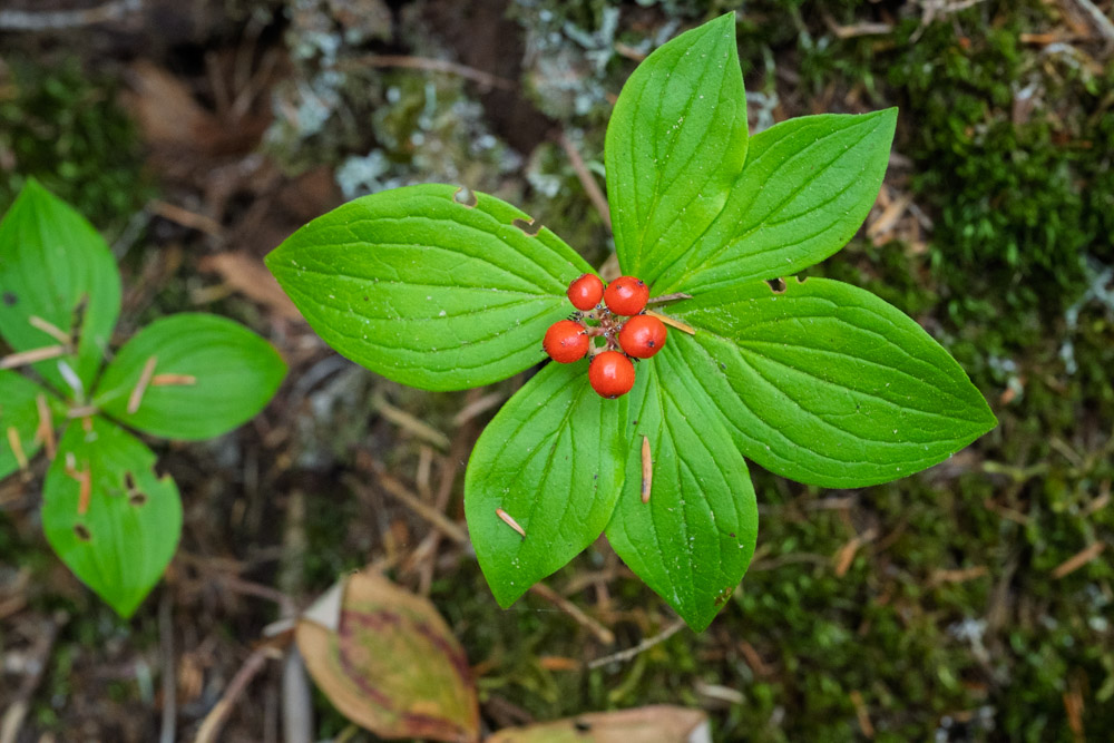 Bunchberry - Coarnus unalaskckensis-Eastside Trail-Mt Rainier NP-1273.jpg