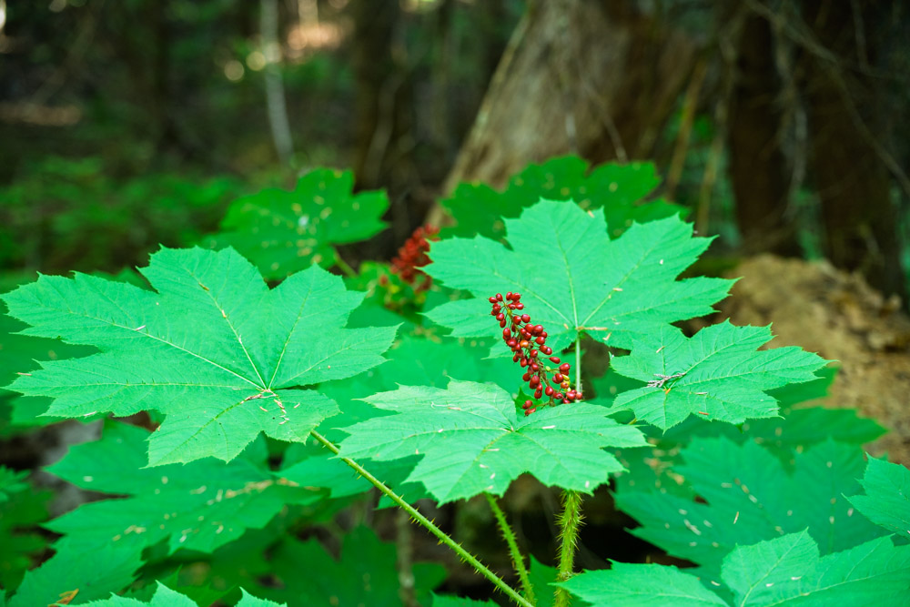 Devil's Club - Oplopanax horridus-Eastside Trail-Mt Rainier NP-0033.jpg