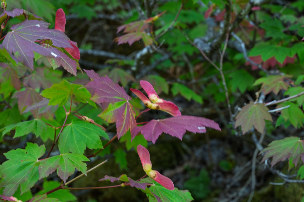 Douglas Maple - Acer glabrum-Eastside Trail-Mt Rainier NP-0200.jpg
