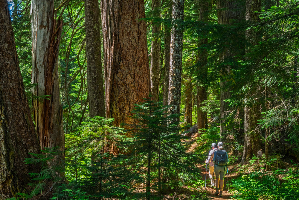 Eastside Trail 2-Eastside Trail-Mt Rainier NP-1066.jpg