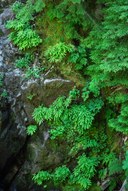 Fern Garden-Eastside Trail-Mt Rainier NP-0843.jpg