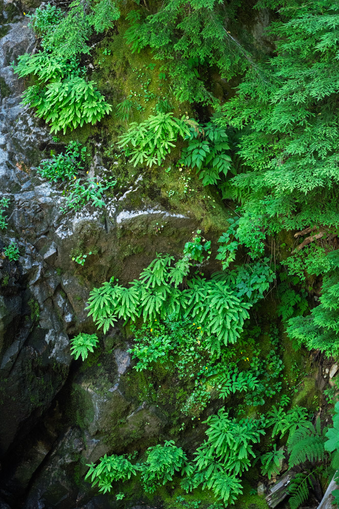 Fern Garden-Eastside Trail-Mt Rainier NP-0843.jpg
