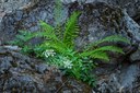 Lady Fern with an Angelica species--Mt Rainier NP-0923.jpg
