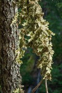 Lung Lichen-Eastside Trail-Mt Rainier NP-0869.jpg