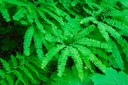 Maidenhar Fern - Aleutrian maidenhair-Eastside Trail-Mt Rainier NP-1013.jpg