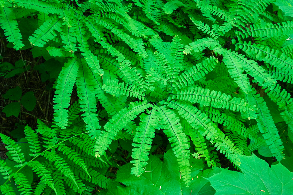 Maidenhar Fern - Aleutrian maidenhair-Eastside Trail-Mt Rainier NP-1013.jpg
