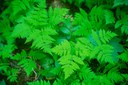 Oak Fern-Eastside Trail-Mt Rainier NP-0041.jpg
